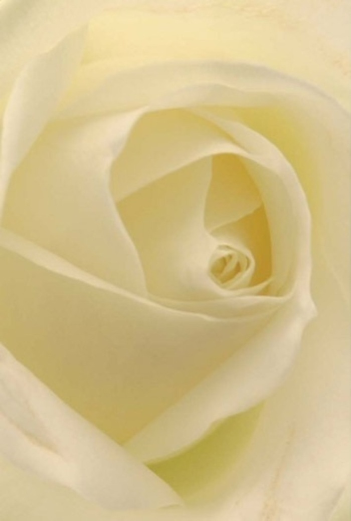At the centre of this composition is a classic white rose, its spiraled petals arranged with an artist's precision emblematic of Cambridge Heath's creative spirit. The shades of soft cream and pure white blend seamlessly, as though lit from within by gentle daylight seeping through a florist's window facing the leafy fringe of London Fields. Layers build upon each other with tranquil order, forming a plush core that promises both clarity and lasting resilience. The delicate interplay of light and shadow across each petal highlights subtle shifts in colour, revealing both the rose's structural perfection and the quiet patience of the hands that shaped it. In the context of Cambridge Heath, this bloom is more than just a flower-it can serve as a meaningful centrepiece for a wedding in a nearby artist's loft, a heartfelt apology, or a tribute to a loved one. Its imagined fragrance is fresh and uplifting, quietly infusing any space with a sense of calm and composure. Every detail pays homage to the heritage and diversity of Cambridge Heath, a celebration of both classic beauty and local character wonderfully delivered by neighbourhood florists.